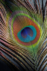 Obraz premium Peacock feather color full on black background and shadow masks