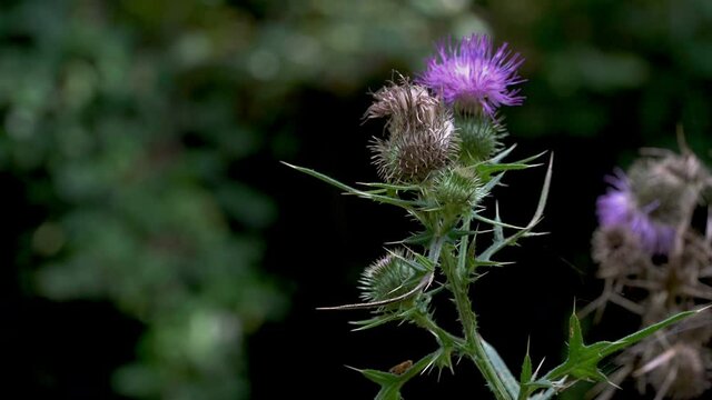 Spear Thistle (Cirsium vulgare) in natural ambient, cutting - (4K)