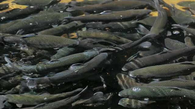 Trout farming. Trout in fish farms. Trout production in pond raceway
