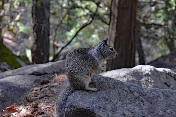 wild squirrel in yosemite