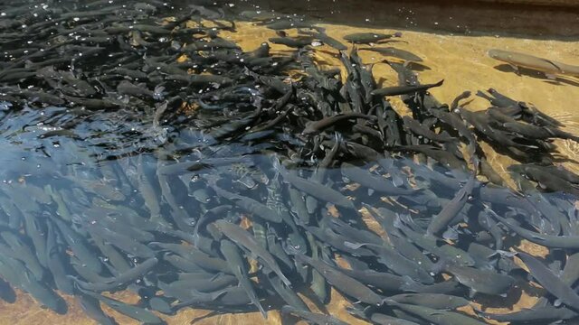 Trout farming. Trout in fish farms. Trout production in pond raceway
