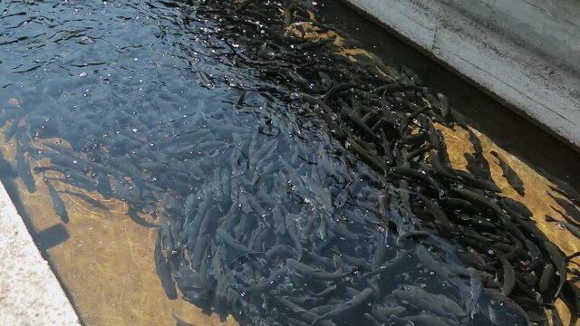 Trout farming. Trout in fish farms. Trout production in pond raceway