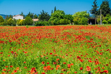 coquelicots dans le vent.	
