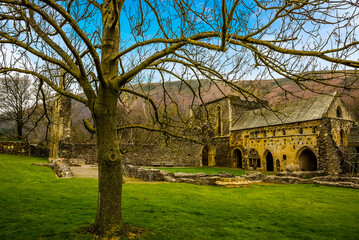 Fototapeta na wymiar A solitary tree in the foreground of the ruins of the Cistercian Valle Crucis Abbey in Llangollen, Wales in winter