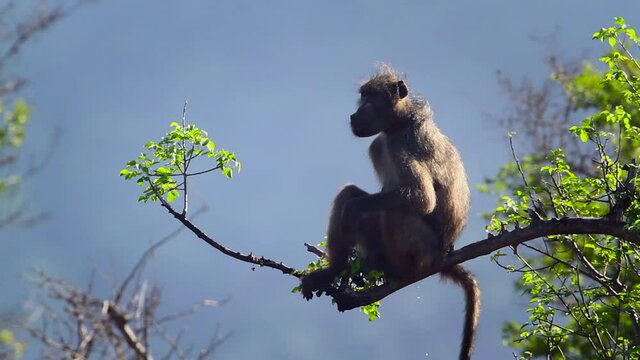 Calling Chacma baboon male standing on a branch in Kruger National park, South Africa ; Specie Papio ursinus family of Cercopithecidae