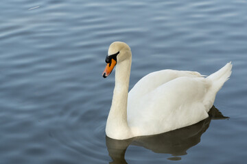 A white swan on the lake