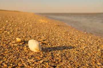 Fototapeta na wymiar Selective focus on seashells on a sandy beach by the sea. The warm light of sunrise or sunset. Strong background blur. Copy space.