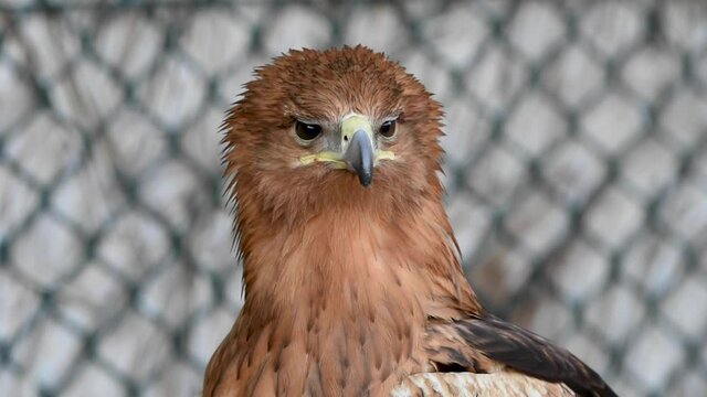 A greater spotted eagle (Clanga clanga) light phase flying very close up head shot looking at feathers, eyes, and beak