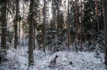 winter day in the forest