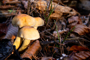 Hypholoma fasciculare