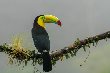 A keel-billed toucan (Ramphastos sulfuratus) perches on a tree branch in Laguna del Lagarto, Costa Rica