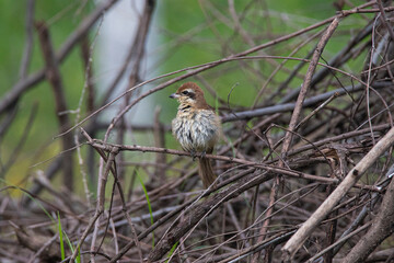 Brown shrike bird perched on twigs