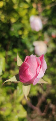 pink rose in garden
