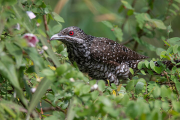 Asian koel female - Cuckoo bird perched on a tree
