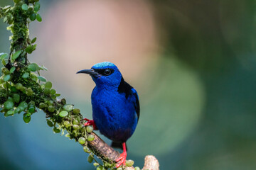 A male red-legged honeycreeper (Cyanerpes cyaneus) perches on a tree branch in Laguna del Lagarto, Costa Rica.