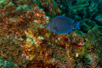 Side view of a Blue Tang Surgeonfish