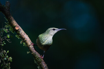 A female red-legged honeycreeper (Cyanerpes cyaneus) perches on a tree branch in Laguna del Lagarto, Costa Rica.