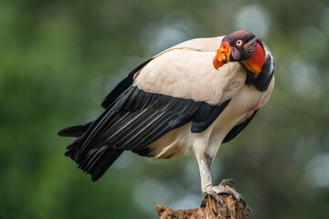 Adult King Vulture (Sarcoramphus papa), Laguna del Lagarto, Costa Rica