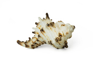 beautiful seashell isolated on white background