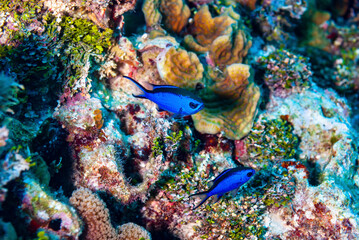 Two Blue Chromis swimming coral