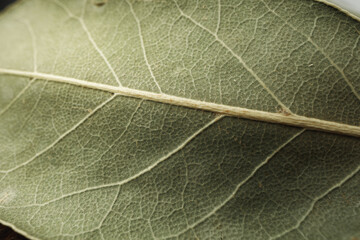 Macro photo of bay leaf spice on table