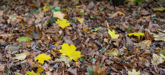 Background - fallen leaves autumn