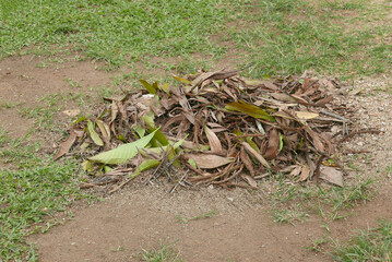 Dried, fallen leaves were gathered and put in one place during before being put into plastic bag during garden cleaning.