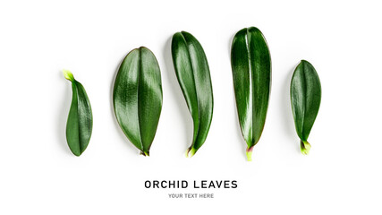 Orchid leaves creative banner