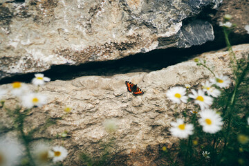 butterfly on the stone