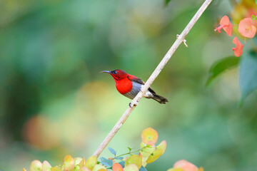 Male crimson sunbirds on the Chinese-hut plant flower it is the red color on neck and eat soft drink in flower
