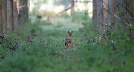Golden jackal standing in forest