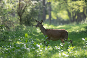 Red deer female walking in forest