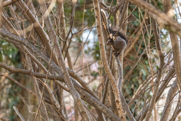 squirrel in bush