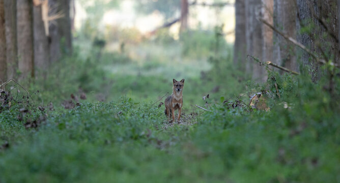 Golden jackal standing in forest © Budimir Jevtic