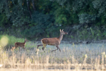 Red deer mother and fawn walking in forest