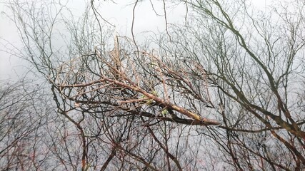 Ast in Wasser mit Spiegelbild