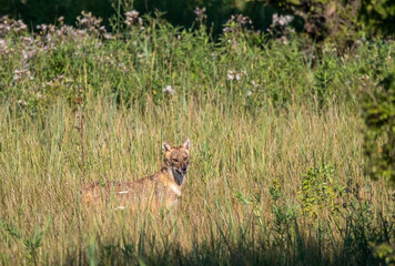 Golden jackal standing on meadow