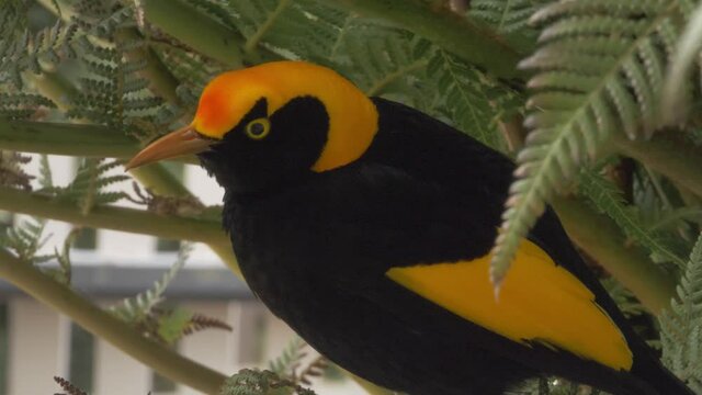 Male Regent Bowerbird Perched On Branch Of Tree With Green Leaves - Lamington National Park Wildlife - Gold Coast, Australia. - close up
