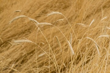 Grass Field in Fall, Wawawai Park, WA