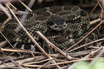 Northern Pacific Rattlesnake (Crotalus oreganus)