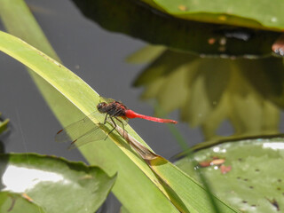 Red Fiery Skimmer in Brisbane, Australia