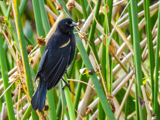 Red-winged Blackbird near Lake Apopka, Florida