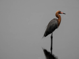Reddish egret in the Merritt Island Wildlife Refuge, Florida