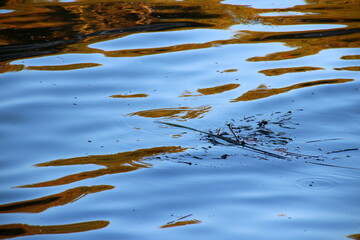 Abstract - dry branch on the river, among the reflected colors of the surrounding nature