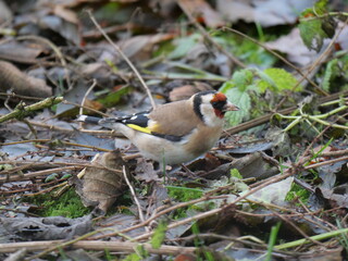 Fototapeta premium goldfinch feeding on the ground