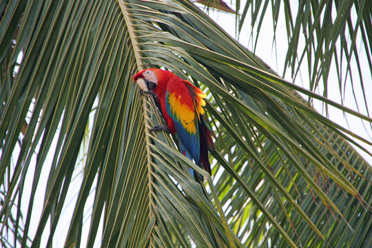 red parrot on a palm tree in Costa Rica
