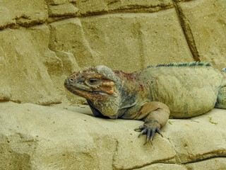 Rhinoceros Iguana Basking on Rocks