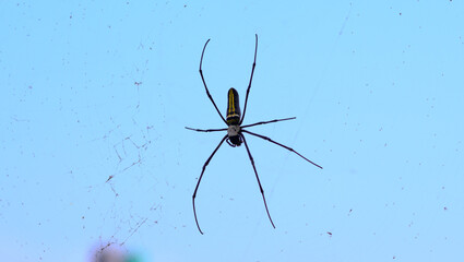 Nephila pilipes , wood spider.