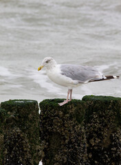 Seagull sitting on wave breakers/poles with waves in the background