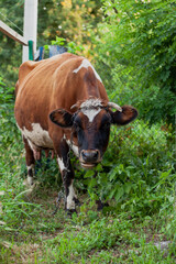 Brown cow stands against background of green plants